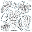 Grapes 12x12 decor stamp